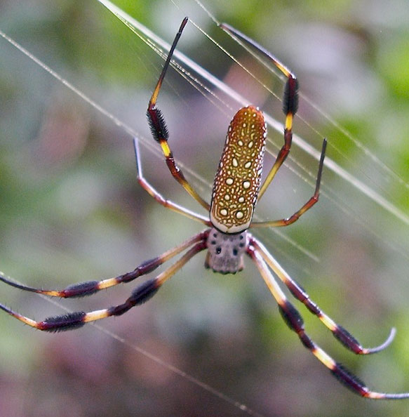 Tơ nhện dùng cho chip máy tính điện tử