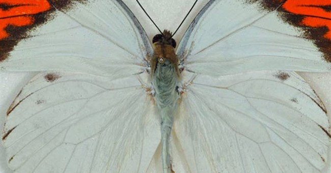 Sát thủ cực đẹp cực độc