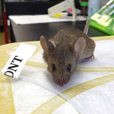 Dò mìn bằng chuột biến đổi gene