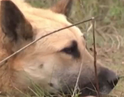 Video: Con chó trung thành phủ phục bên "bạn gái" đã chết 