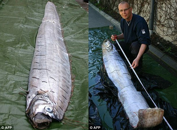 Cá khổng lồ dài 6m dạt vào bờ biển