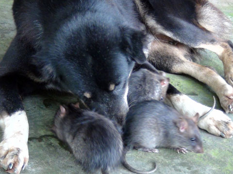 Chó làm "bảo mẫu" cho đàn chuột cống