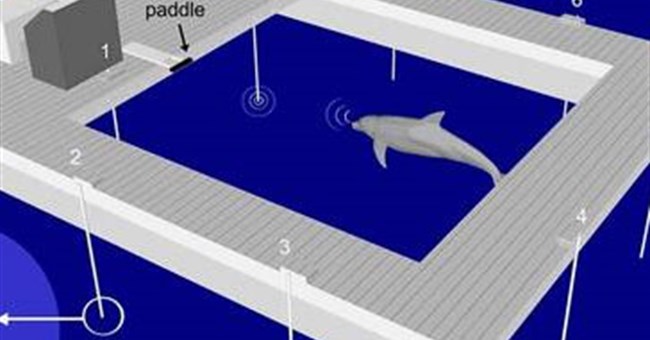 Phát hiện thú vị về giấc ngủ đặc biệt của cá heo