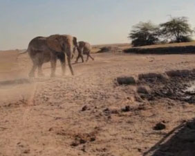 Video: Giải cứu voi mắc kẹt dưới hố sâu