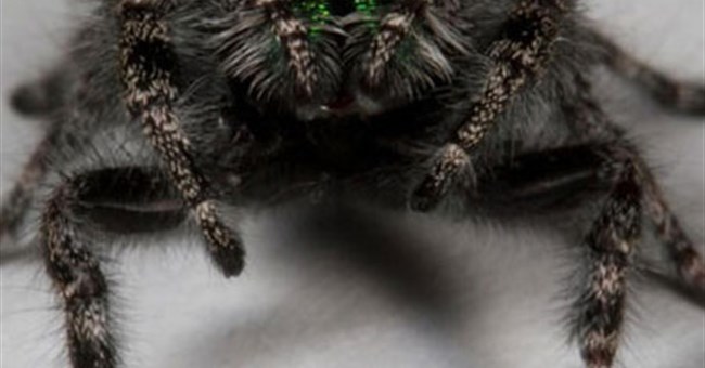 Phát hiện loài nhện có 8 mắt