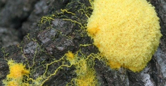 Bộ nhớ kỳ lạ của nấm nhầy