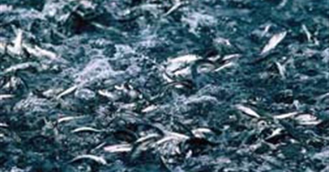 Loài cá có khả năng tàng hình