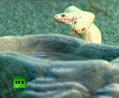 Video: Chung một thân, rắn hai đầu vẫn giành nhau thức ăn