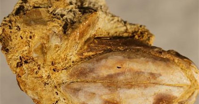 Phát hiện hoá thạch họ cá vây tay mới