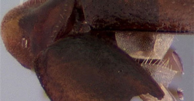 Phát hiện loài bọ rùa "không đầu"