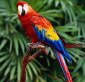 Chim phân biệt được nhiều màu sắc hơn người