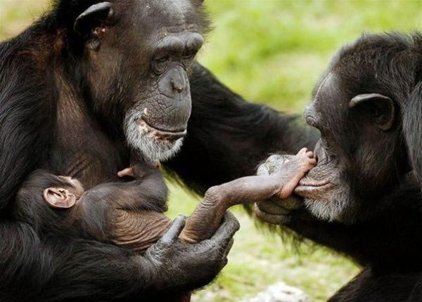Vai trò của giống cái trong việc hình thành loài người