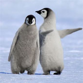Xem chim cánh cụt dạy bạn cách đi