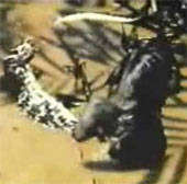 Video: Báo đen hạ gục trăn khổng lồ anaconda