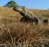 Video: Xem rồng Komodo giết trâu rừng với chỉ 1 vết cắn