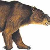 Phát hiện hóa thạch loài gấu túi đặc biệt ở Australia