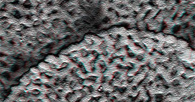 Phát hiện hóa thạch thực vật 240 triệu năm