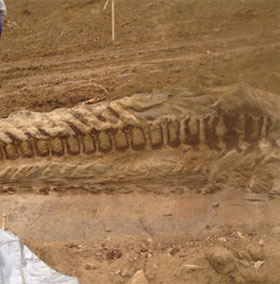 Phát hiện nguyên vẹn đuôi khủng long hóa thạch