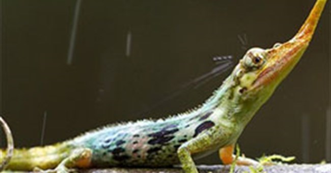 Phát hiện thằn lằn Pinocchio bị cho là đã tuyệt chủng