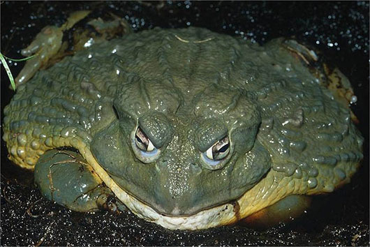 Kinh ngạc loài ếch khổng lồ, dài 1m, nặng 8kg