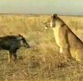 Video: Xem sư tử đào hang bắt sống lợn rừng