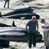 Hàng loạt cá voi chết bí ẩn trên bãi biển Tây Ban Nha