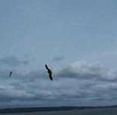 Video: Xem đại bàng săn máy bay