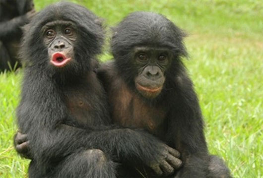 Hãy xem ảnh về khỉ biểu lộ cảm xúc này! Những biểu cảm đáng yêu và thú vị của chúng sẽ khiến bạn không thể nhịn được cười!
