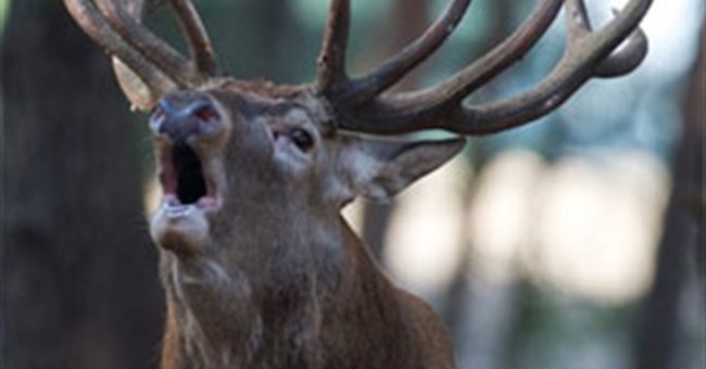 Giải mã bí mật có thể thuần hóa động vật hoang dã