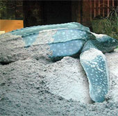 Chuyện chưa biết về loài rùa khổng lồ, nặng gần 1 tấn