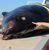 Cá voi hiếm trôi dạt trên bãi biển Mỹ