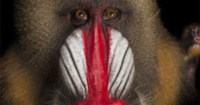 5 loài động vật kỳ lạ có chiếc mũi “chẳng giống ai”