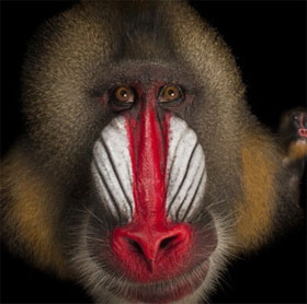 5 loài động vật kỳ lạ có chiếc mũi “chẳng giống ai”