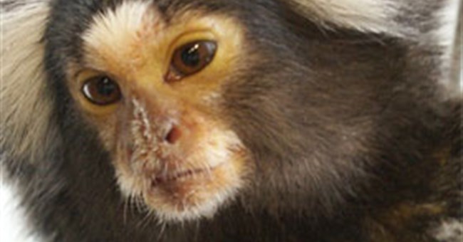 Loài khỉ có cách "buôn dưa lê" giống như người