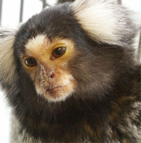 Loài khỉ có cách "buôn dưa lê" giống như người