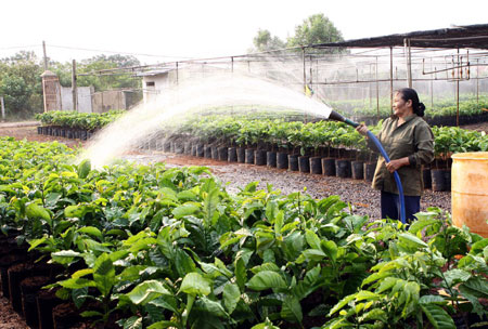 Thực nghiệm mô hình cải tạo cây cà phê chè catimor