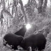 Video: Gấu andean giận dữ khi bị quay phim chụp ảnh
