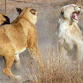 Sư tử trắng bị đàn sư tử vàng đánh tơi tả