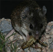 Chuột miễn nhiễm với nọc độc bò cạp