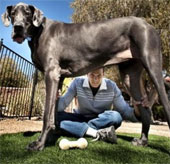Con chó cao nhất thế giới qua đời