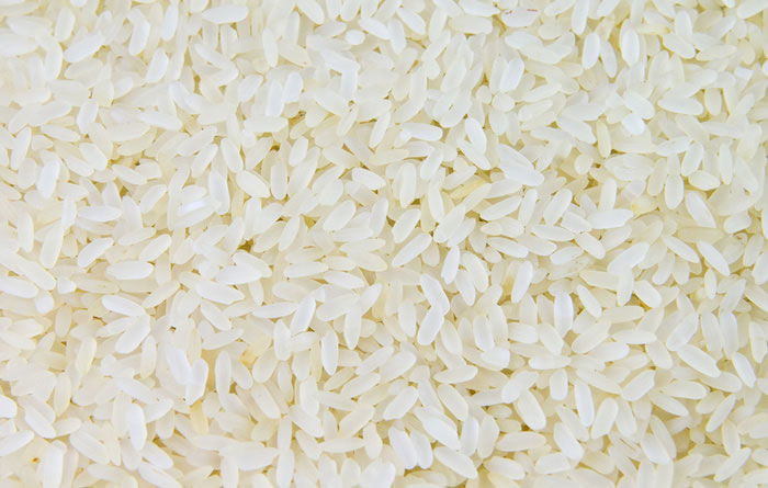 Sản xuất protein máu từ lúa biến đổi gene