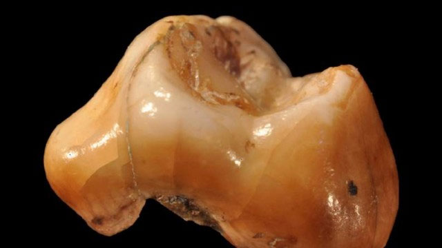 Người hiện đại xuất hiện từ khi nào?