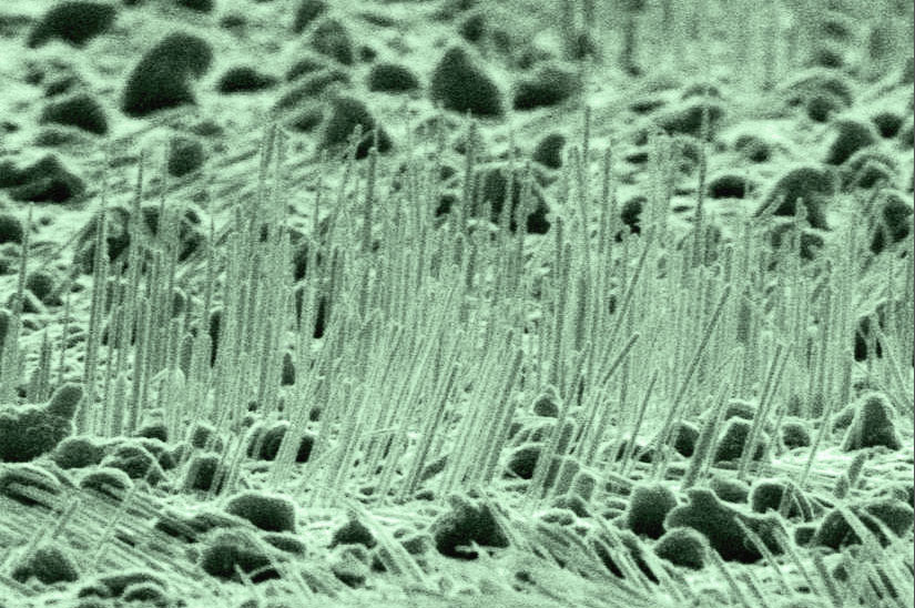 Chế tạo cảm biến sinh học từ các dây nano UNCD