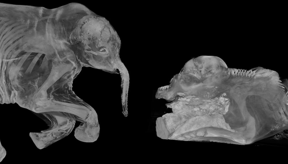 Hình ảnh: Hóa thạch hai con voi ma mút Lyuba và Khroma