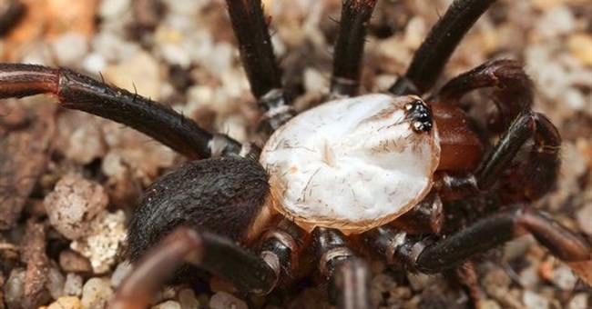 Nhện bạch tạng ở Australia