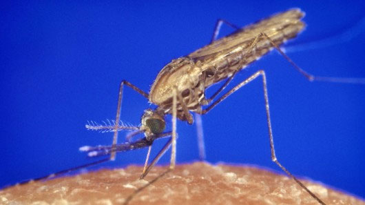 Muỗi Anopheles truyền bệnh sốt rét. (Nguồn: Gizmag)