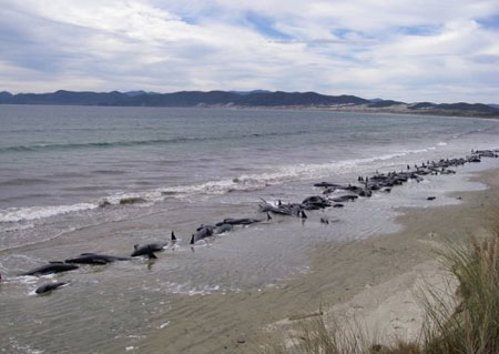 Cá voi chết hàng loạt trên bờ biển New Zealand