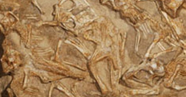 Phát hiện tổ khủng long con ở Mông Cổ 