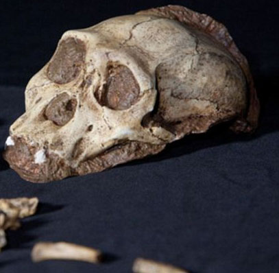 Phát hiện bộ xương có da 1,9 triệu năm 