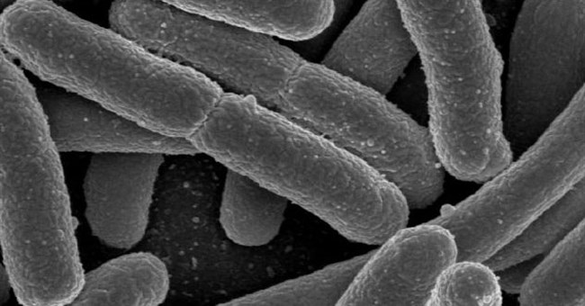 Vi khuẩn E.coli cũng có ích 